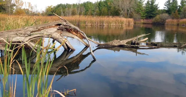 Luther Marsh wetland